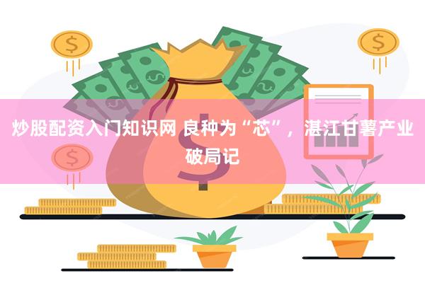 炒股配资入门知识网 良种为“芯”，湛江甘薯产业破局记